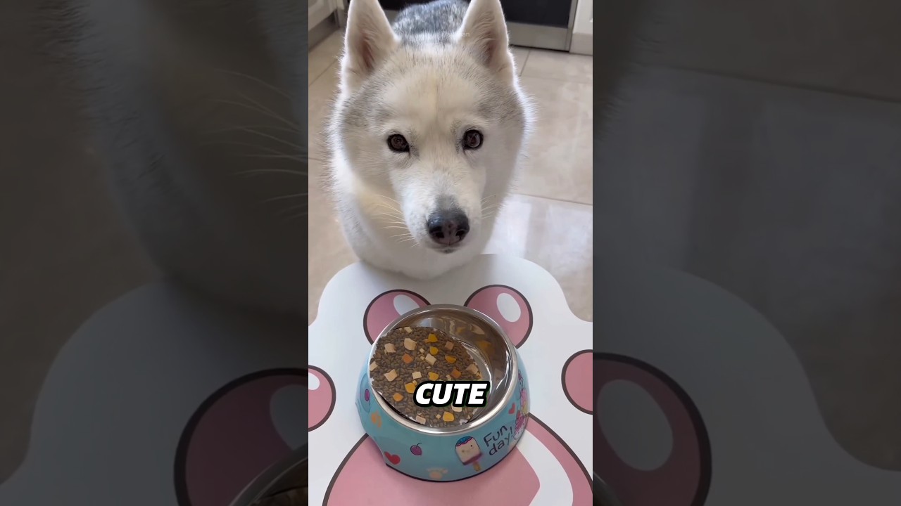 Тест на IQ между золотистым ретривером и хаски ☺Результат шокирующий🐶 