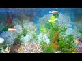 Orange Danios on Day 40