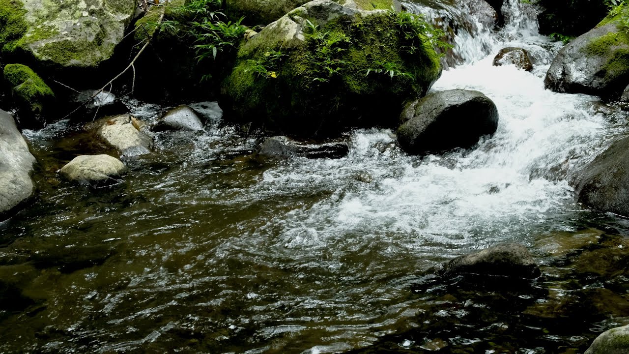 Peaceful Countryside River & Wild Bird Sounds | Mind Relaxation