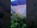 parrot flying#short#vairal#veido