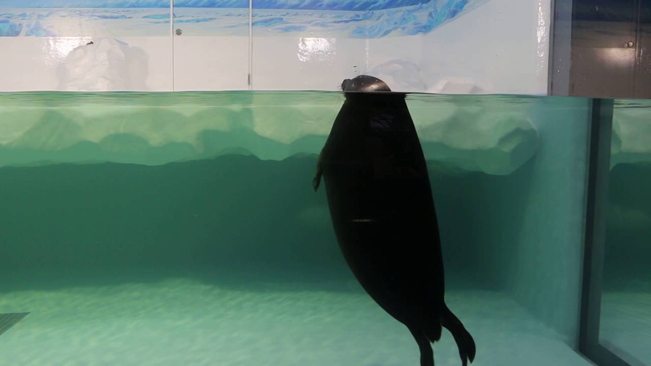 琵琶湖博物館が7 14リニューアルオープン 内覧会の様子を40枚の写真で一挙紹介 しがトコ