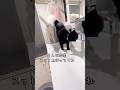 本当に猫か。 #猫 #cat #ねこのいる生活