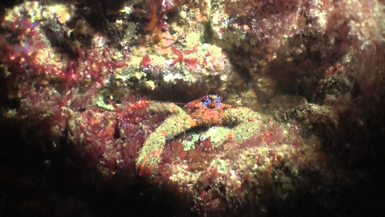 Ile de Groix Plongée - Il ne faut pas plonger avec le Subagrec - YouTube