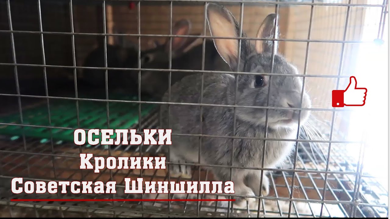 Кролики Советская Шиншилла - YouTube