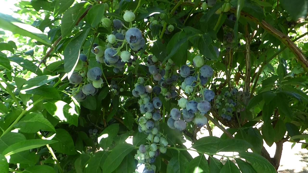 Berries are the best antioxidants and great for weight loss YouTube