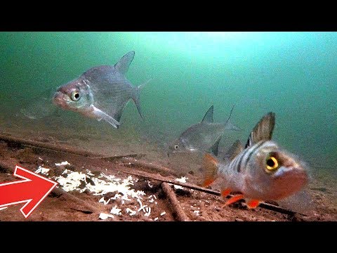 Реакция рыбы на лапшу. Подводная съемка.