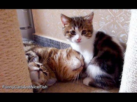  Cute  Kittens  love  Mom Cat  YouTube