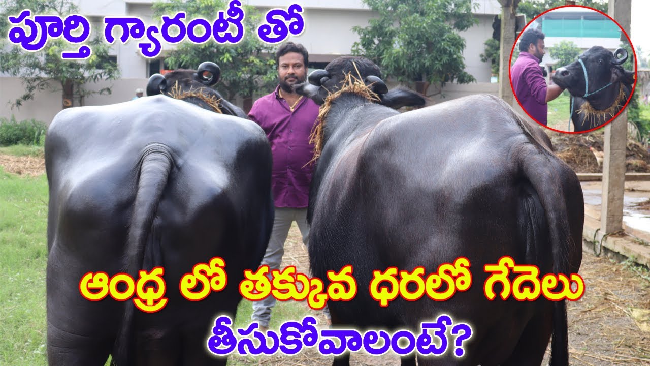 ఆంధ్ర లో తక్కువ ధరలో గేదెలు తీసుకోవాలంటే? | Murrah buffaloes for sale