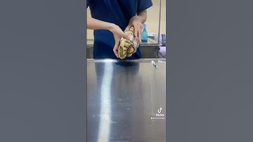 Hình dạng cục urat của rùa như thế nào - kênh tiktok : @cristuanigu , @Cristuanigu-VitaminPet