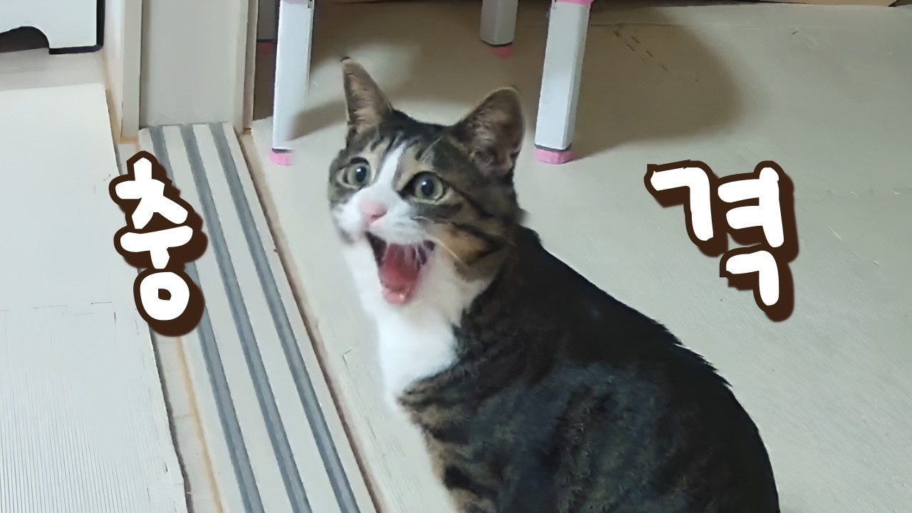 두달 만에 8kg 빼고 온 큰언니 보고 깜짝 놀란 보름이가 찐으로 충격받고 보인 행동