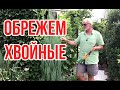 Обрезка хвойных в конце лета / Игорь Билевич