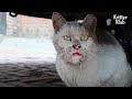 Crying In Agony, Cat With Melted Mouth Calls For Help (Part 2) | Kritter Klub