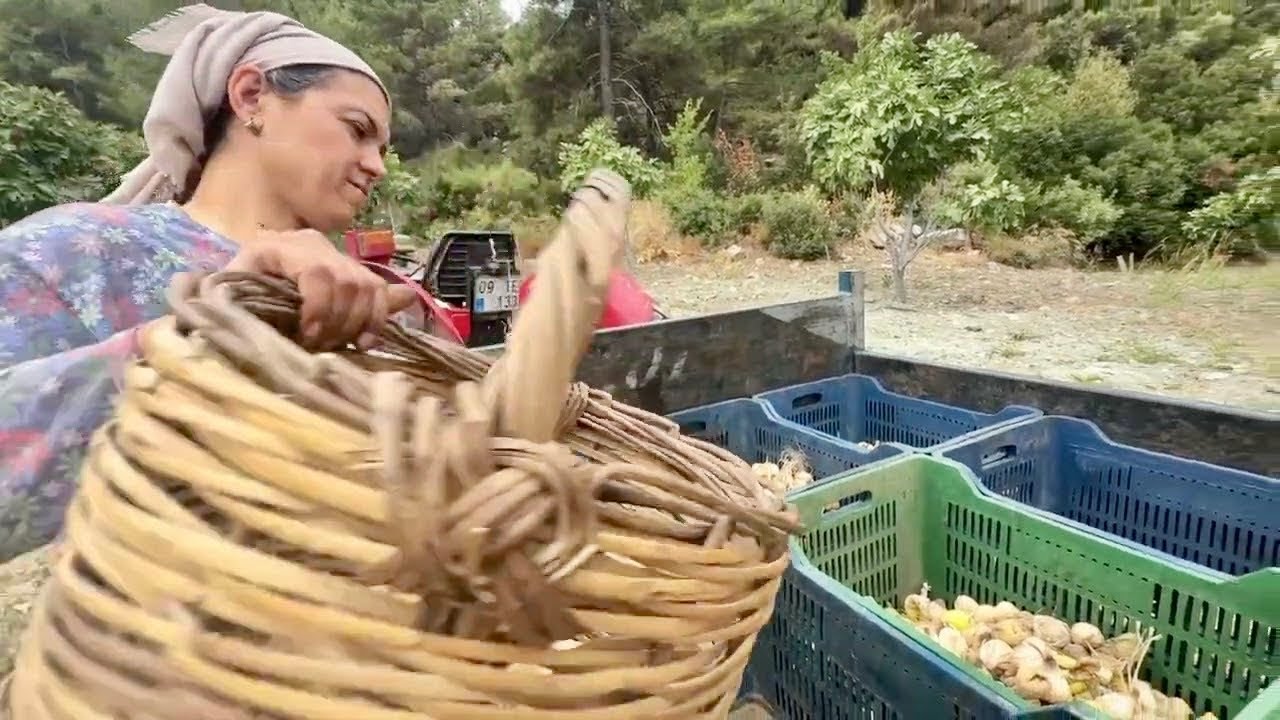 Son İncir İşimiz - Yağmur Bastırmadan Bitirelim