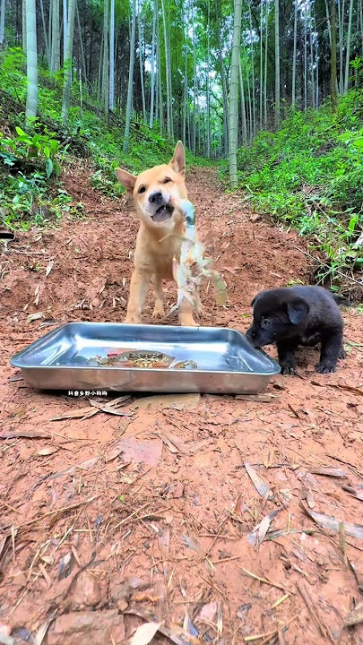 Today I eat tongs Chinese pastoral dogs and dogs. Yellow sand big sage puppy puppy