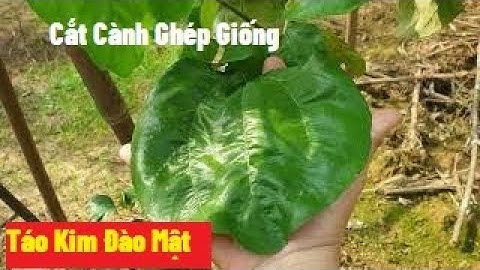 Nắng Nóng 39 Độ Thu Hoạch Cành Táo Kim Đào Mật Để Ghép Cây Giống l Nui Doi Luc Ngan 98