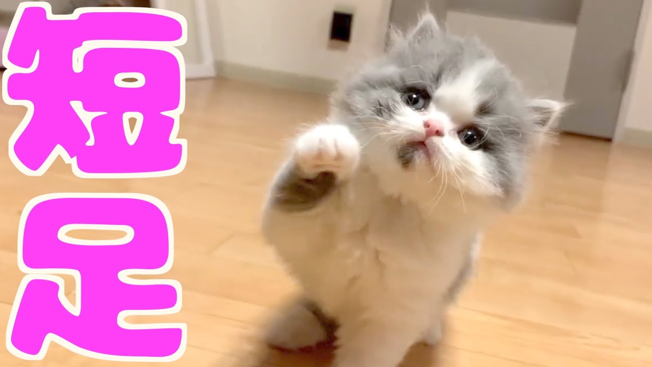 短足すぎる子猫が猫パンチする姿がかわいい The Short Legged Kitten Has A Pretty Cat Punch 子猫の成長日記 59 Youtube