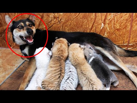 Собака выкормила осиротевших котят, а затем произошло...