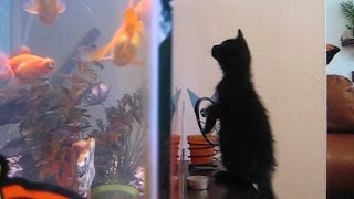 Cats Knocking Stuff Over: Compilation