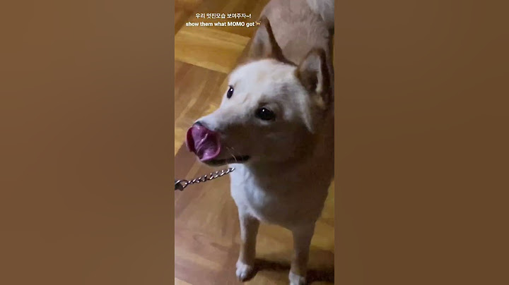 우리 멋진모습 보여주자~!show them what MOMO got🐕