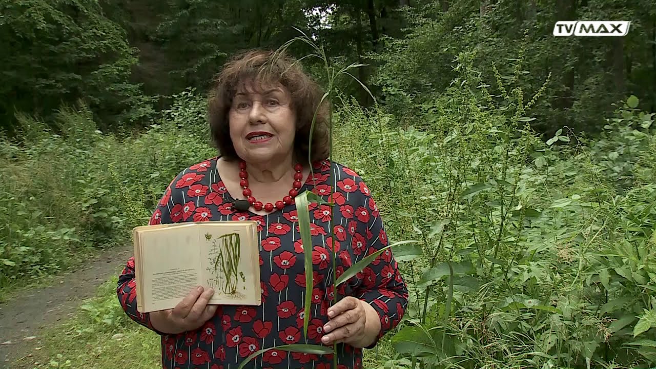 Okolice przyrody - 2020.07.12 - Rośliny lasu liściastego