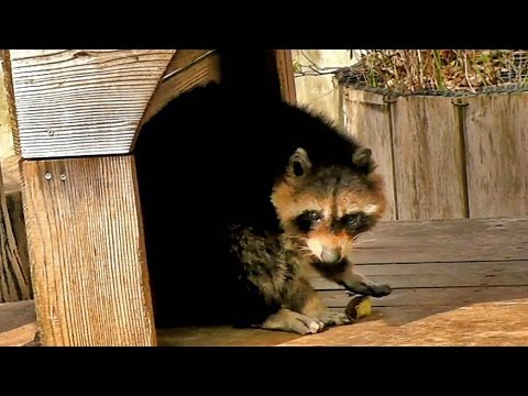 procyon lotor iucn 食事中のアライグマ （井の頭自然文化園）Common raccoon have a meal