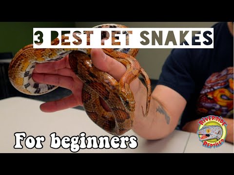 BEST PET SNAKES