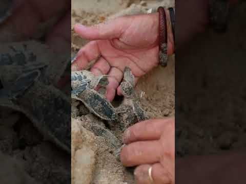 Vidéo: Comment nourrir un bébé tortue : 10 étapes (avec photos)