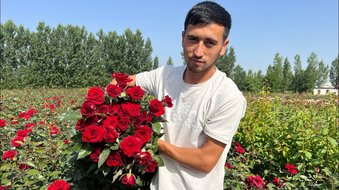 ATIRGUL BIZNESI QANCHA DAROMAD KELTIRADI KO’CHATLARI SOTIB OLISH BOYICHA +998 70-113-07-06