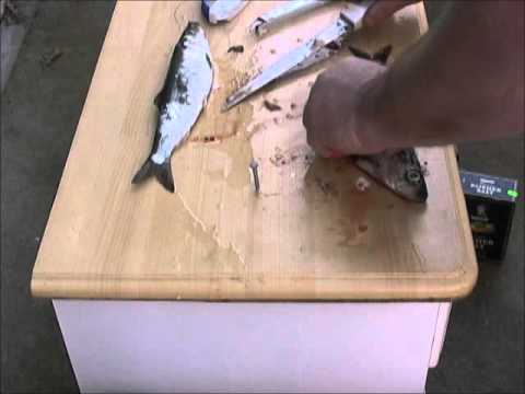 Hanging with Heavy: Prepping Herring for Bait