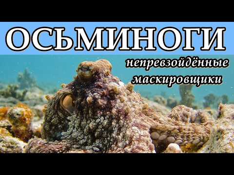ОСЬМИНОГИ - Непревзойдённые маскировщики