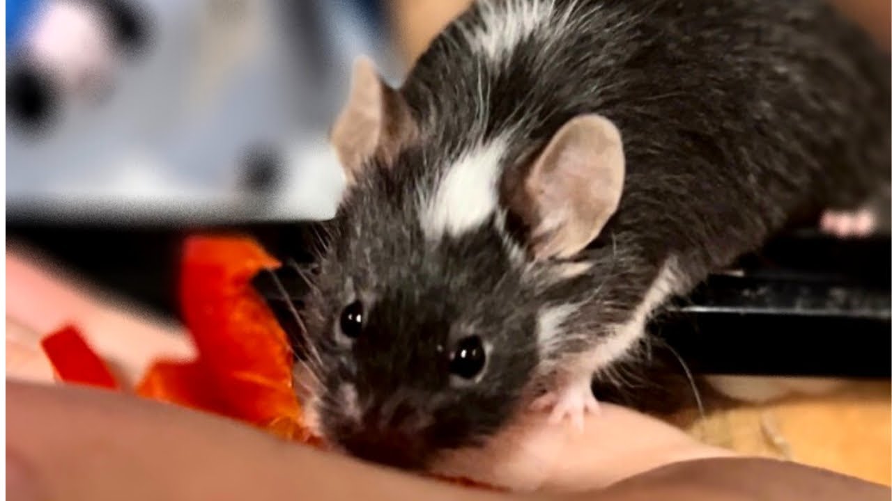 Pet Mouse Rescue (Meet Bob)