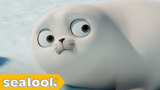 The Cutest Moments Of Baby Seal Is HereㅣSealookㅣEpisodes Compilation