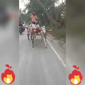 Tadas Bull race