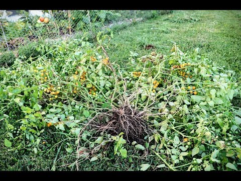 Video: Ribstomatplanter - Ribstomatsorter til at dyrke i haven