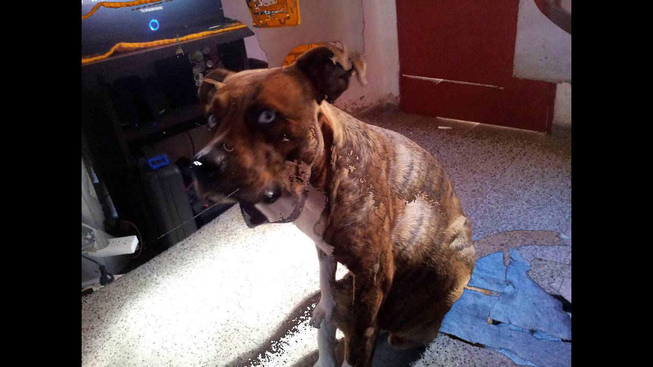Cruza Boxer Rottweiler Youtube