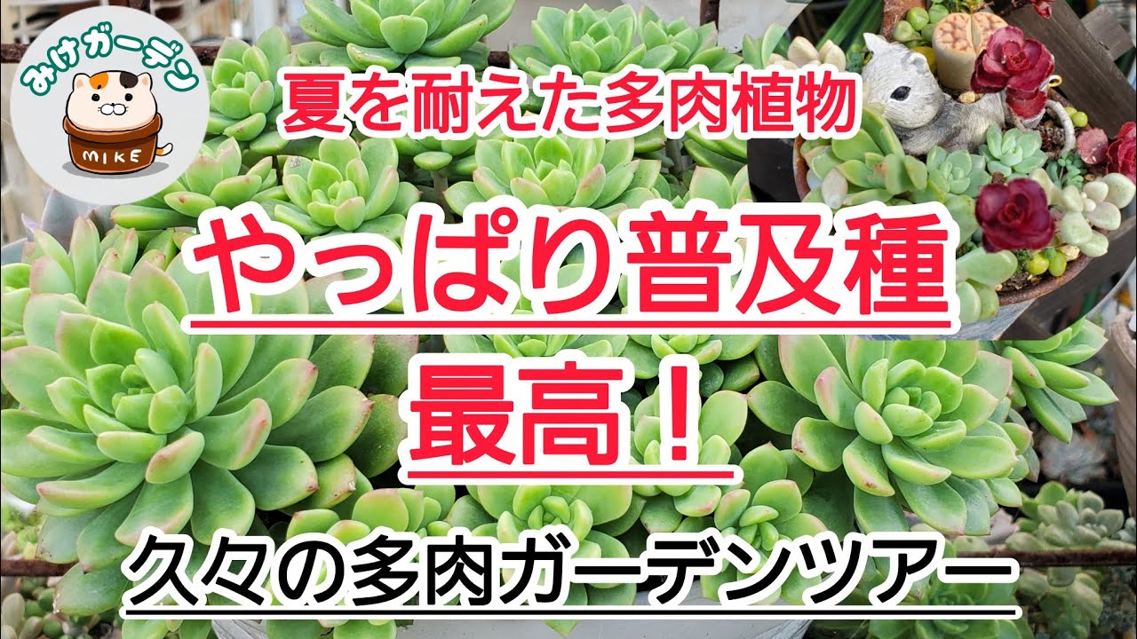 106【多肉植物】やっぱり普及種は強い！ガーデン多肉ツアー！ - YouTube
