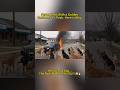 Never Mess With a Golden Retriever’s Pack. Here is Why.