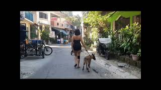 BELGIAN MALINOIS with husband and wife exercise