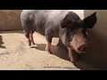 Porcos f1 Piethan 🐖