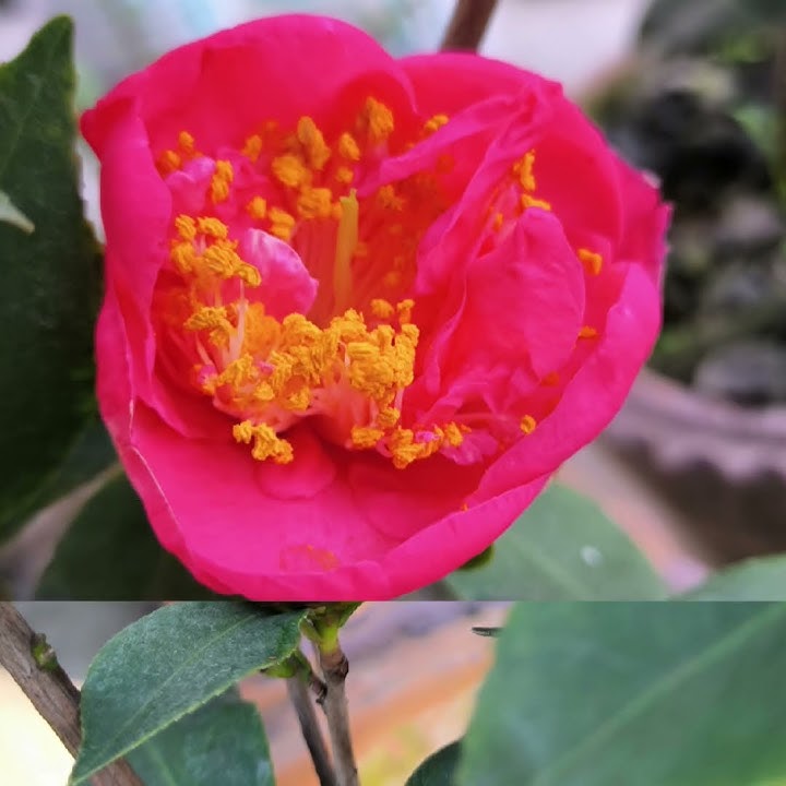 First camelia of this season.#camelia #gardening #flower #nature #shorts