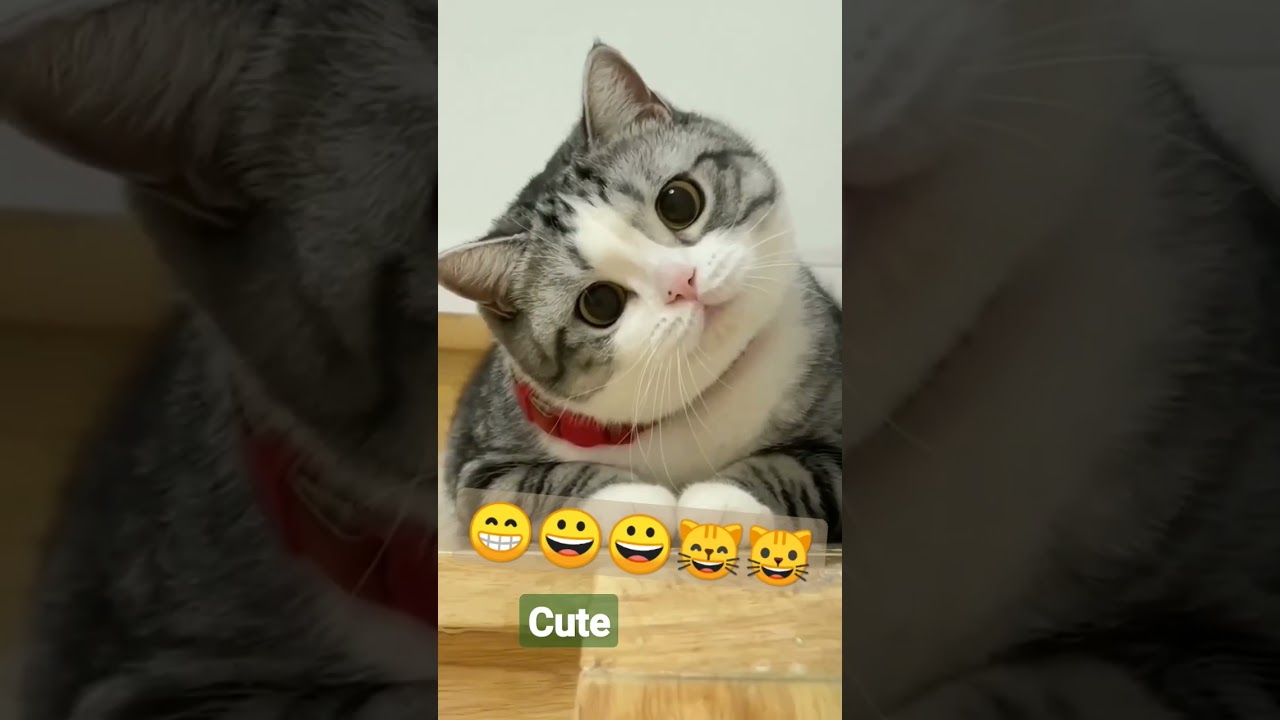 CAT LOVES TAKING photo SHOTS  LOL.. @loveanimalsnature125 