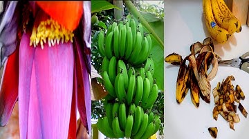 Bananas: What You Don