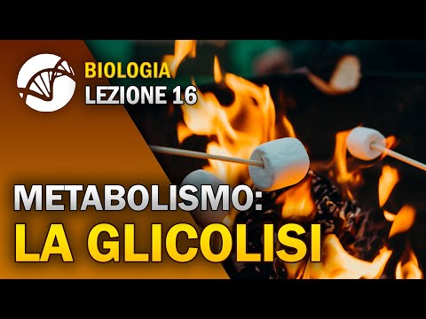 BIOLOGIA - Lezione 16 - La Glicolisi | Metabolismo Cellulare