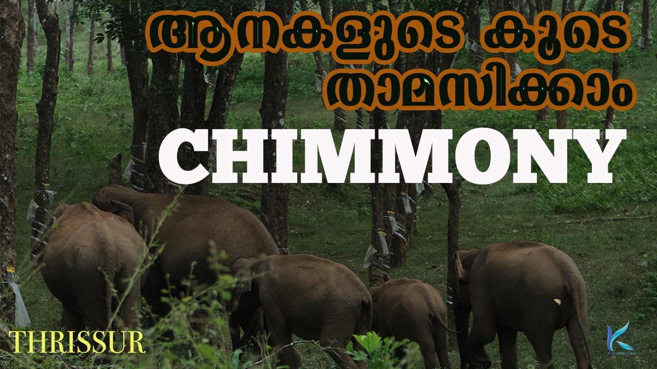 ആനകളെ കണ്ട് താമസിക്കാം| ചിമ്മിനി | Chimmony Wildlife Sanctuary | Thrissur|Forest Stay|Wild Elephants