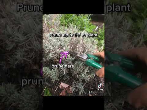 Video: Godvinkrīkas lavandas augi: lavandas “Goodwin Creek Grey” audzēšana