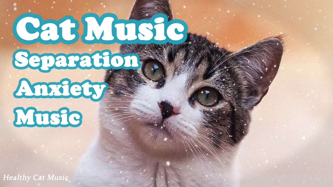 Picture of Anti-Anxiety Music for Cats | Stress Relief Music | Anxiety Relief in ...