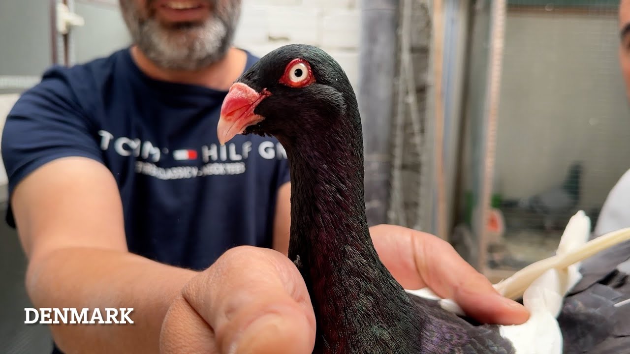 Dikkat Bu Güvercinleri Daha Önce Görmemiş Olabilirsiniz !!! Tonguç Işık Şampiyon Güvercinler