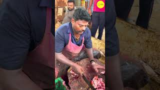 KASIMEDU SPEED SELVAM RED SNAPPER FISH #kasimeduselvam #shorts #bigfish #fishcuttingworld #youtube