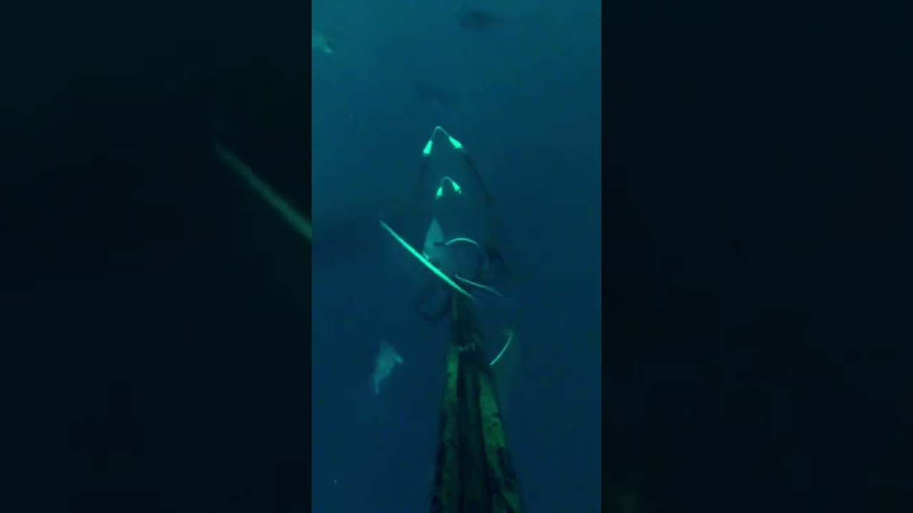 Spearfishing Louisiana oil rigs. 