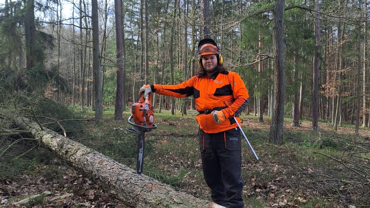 Kácení Smrku na odborné praxi SLŠ Písek na Polesí Hůrky - Husqvarna 562 XP. Matěj Cingroš.